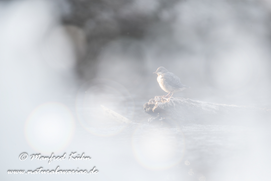 Wasseramsel ()_0098