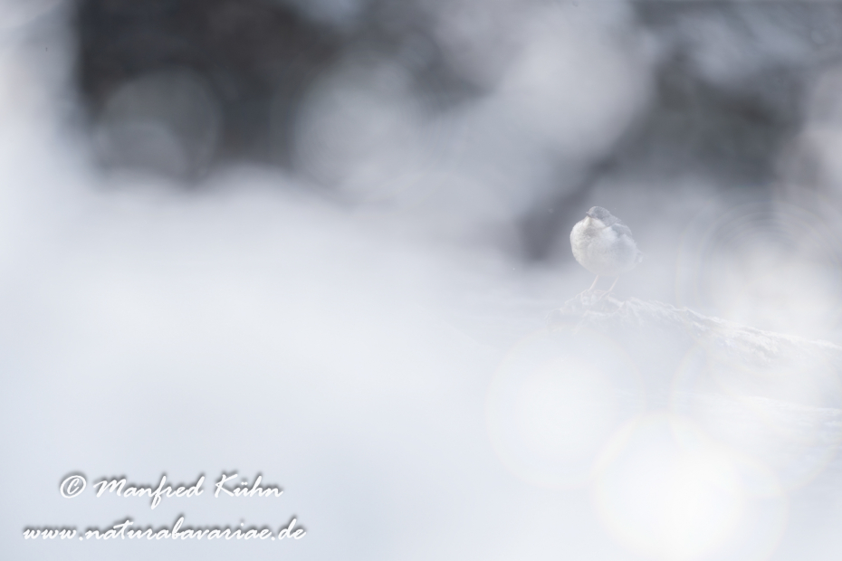 Wasseramsel ()_0101