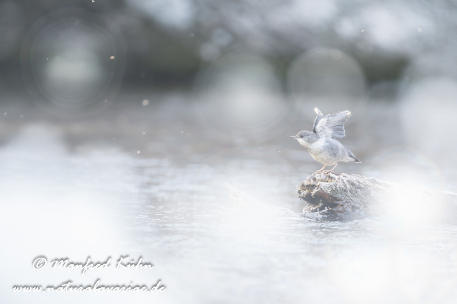 Wasseramsel ()_0102
