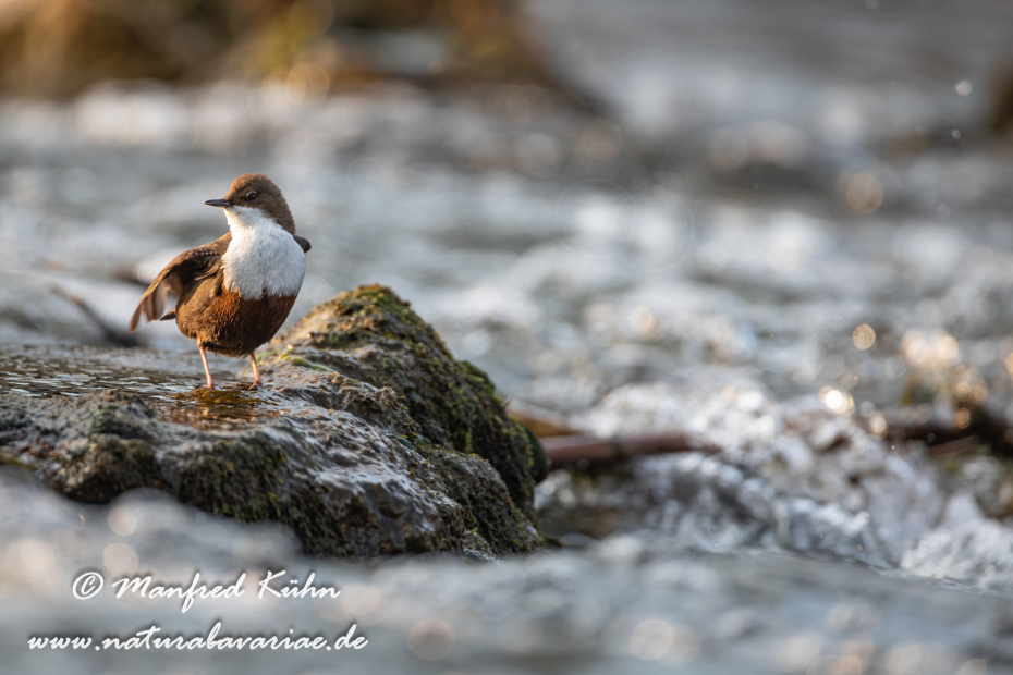 Wasseramsel ()_0123