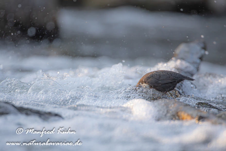 Wasseramsel ()_0124