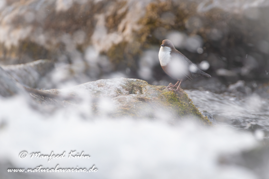 Wasseramsel ()_0140