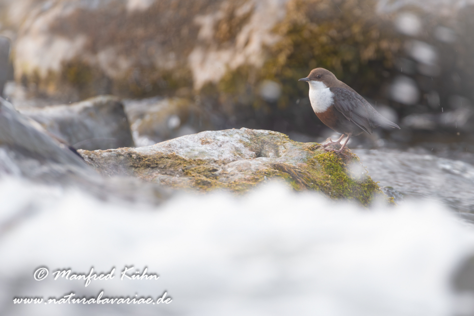 Wasseramsel ()_0143