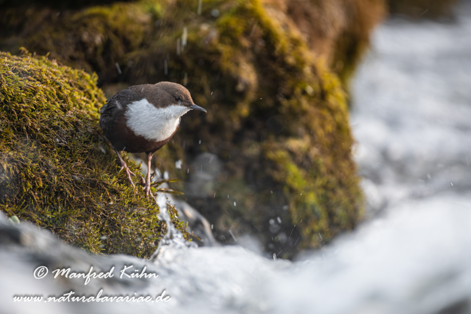 Wasseramsel ()_0150
