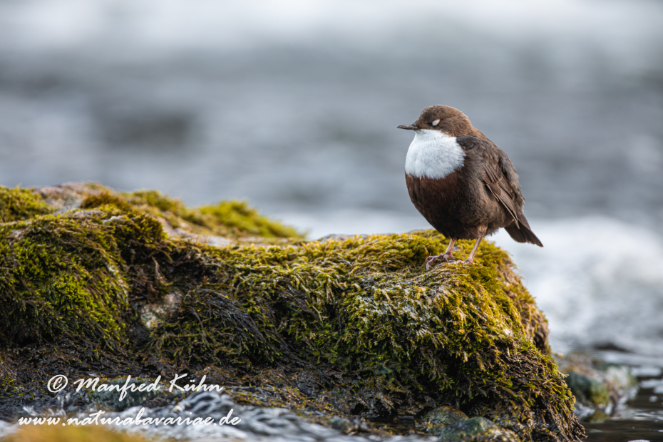 Wasseramsel ()_0152