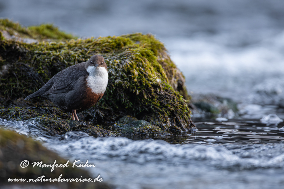 Wasseramsel ()_0167