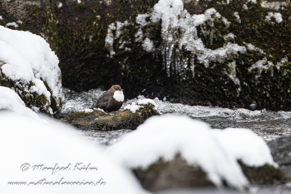 Wasseramsel ()_0181