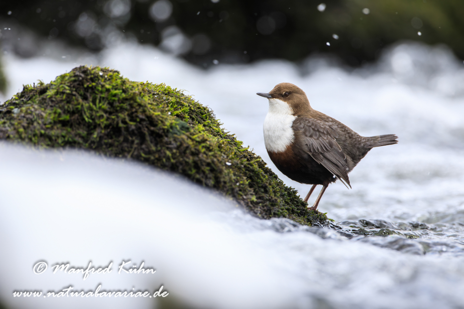 Wasseramsel ()_0190