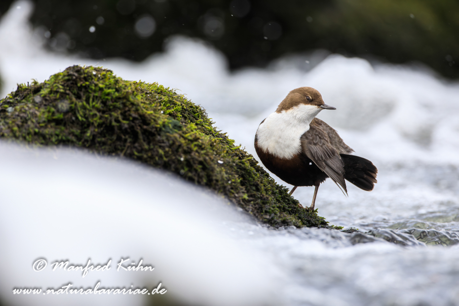 Wasseramsel ()_0191