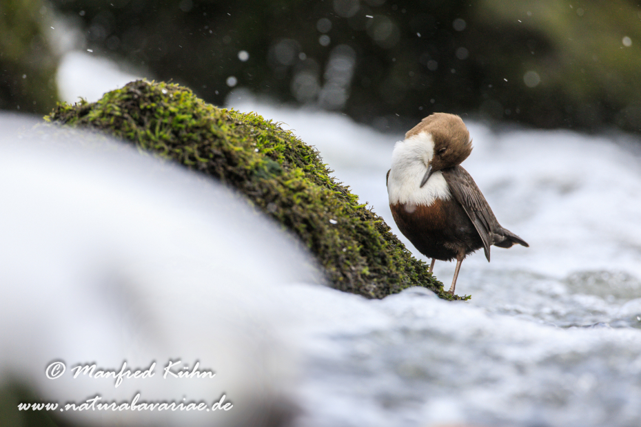 Wasseramsel ()_0195