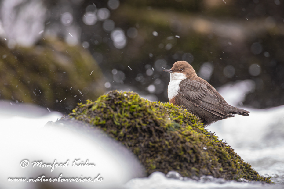 Wasseramsel ()_0201