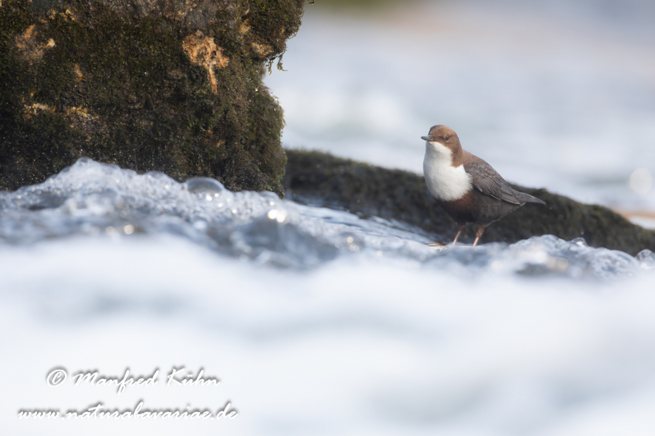 Wasseramsel ()_0239
