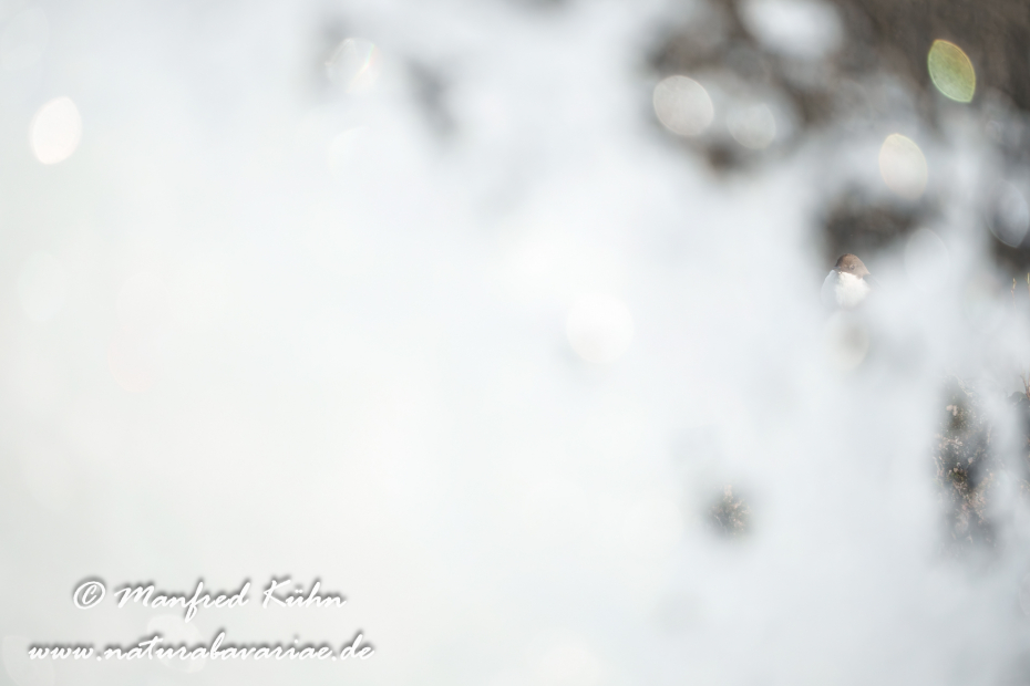 Wasseramsel ()_0443
