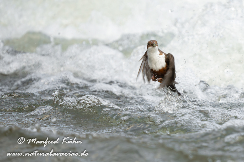 Wasseramsel ()_0455