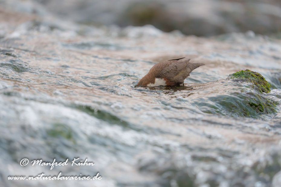 Wasseramsel ()_0602