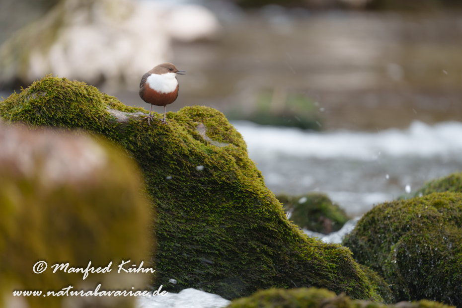 Wasseramsel ()_0623