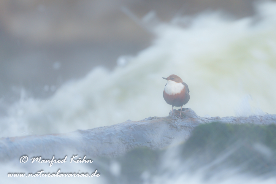 Wasseramsel ()_0648