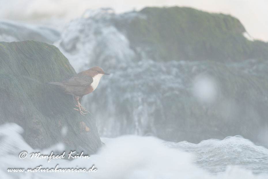 Wasseramsel ()_0658