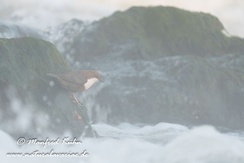 Wasseramsel ()_0663