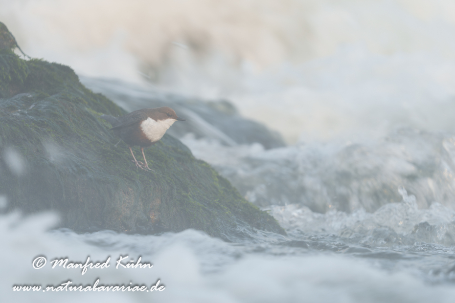 Wasseramsel ()_0666