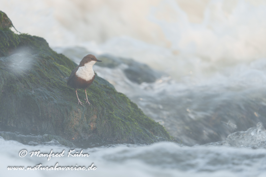 Wasseramsel ()_0681