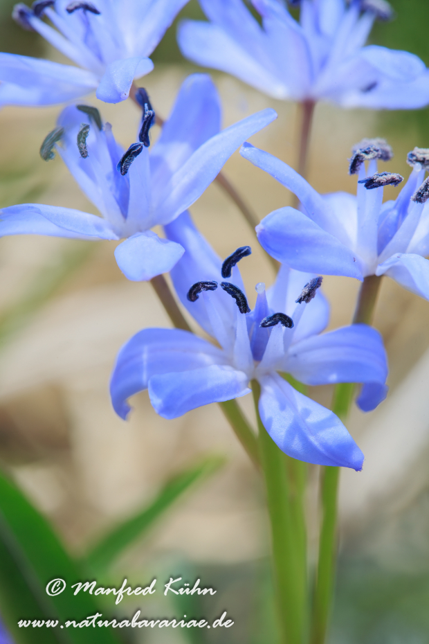 Blaustern (Zweiblaettriger)_0006