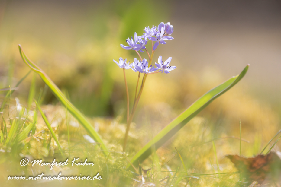Blaustern (Zweiblaettriger)_0016