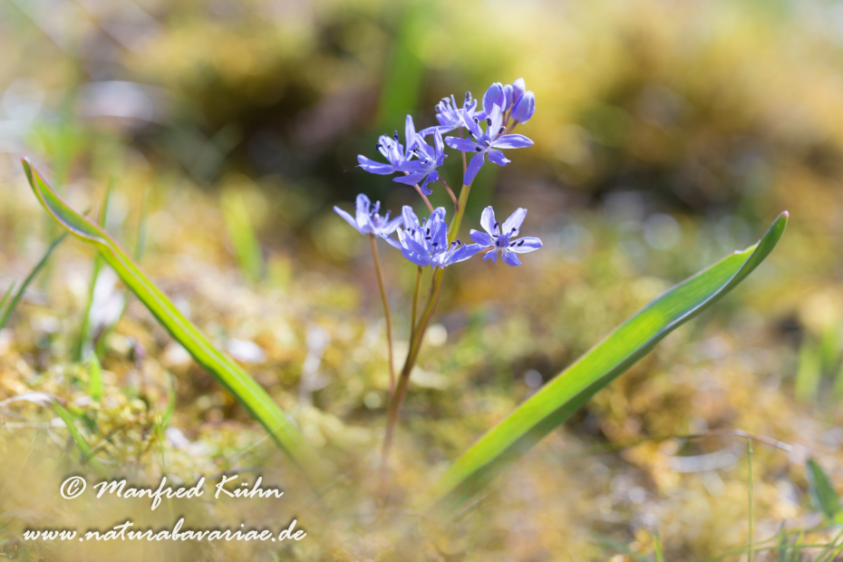 Blaustern (Zweiblaettriger)_0018