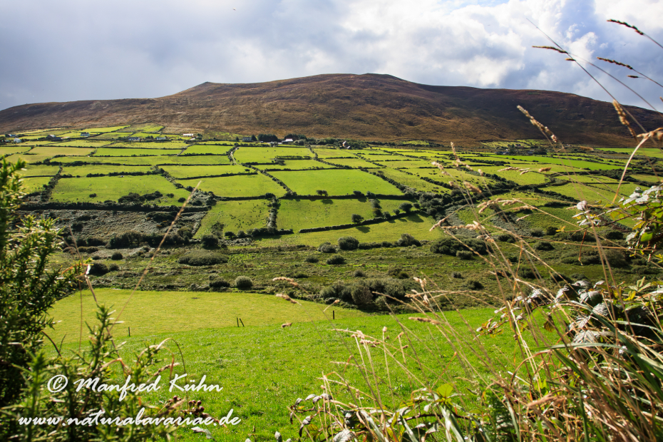 Dingle_Halbinsel (Irland)_0021