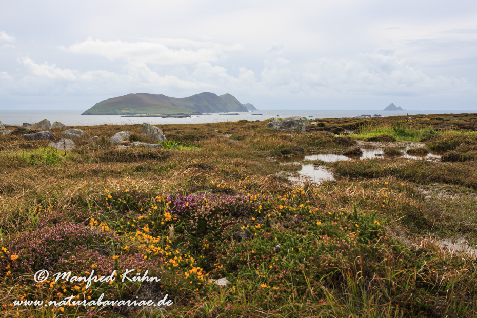 Dingle_Halbinsel (Irland)_0054