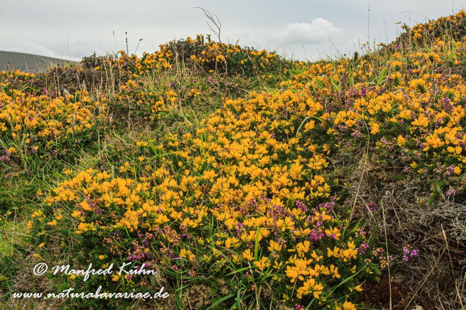 Dingle_Halbinsel (Irland)_0057