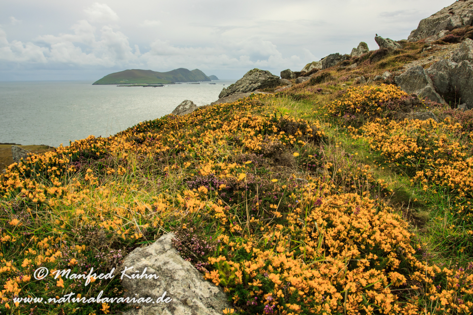 Dingle_Halbinsel (Irland)_0058