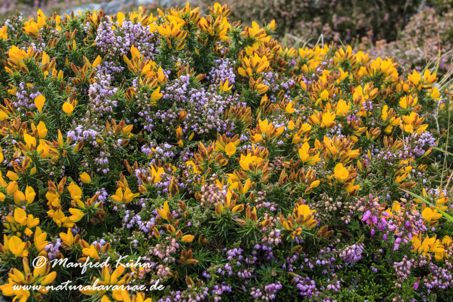 Dingle_Halbinsel (Irland)_0060