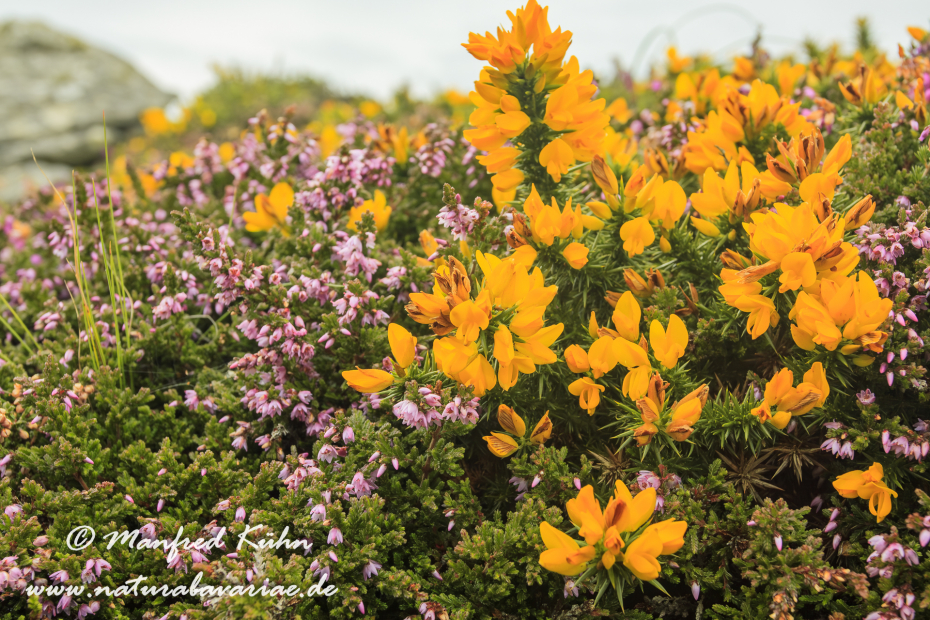 Dingle_Halbinsel (Irland)_0061