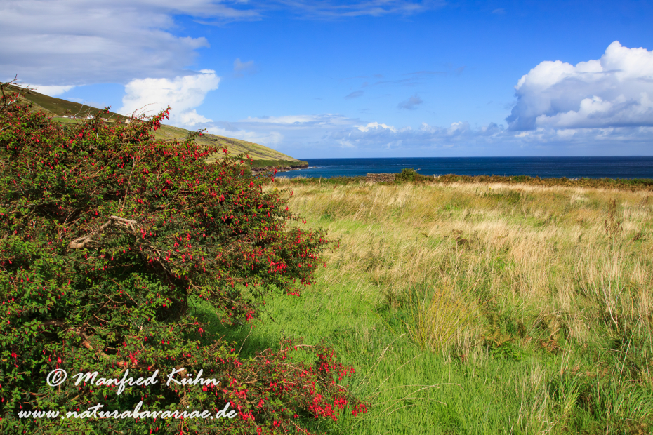 Dingle_Halbinsel (Irland)_0063