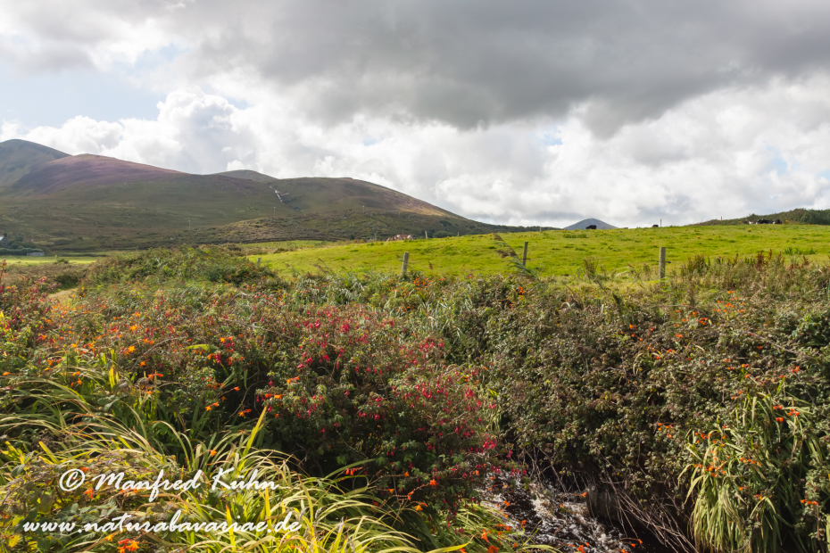 Dingle_Halbinsel (Irland)_0090