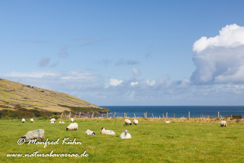 Dingle_Halbinsel (Irland)_0106