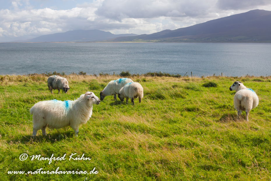 Dingle_Halbinsel (Irland)_0107