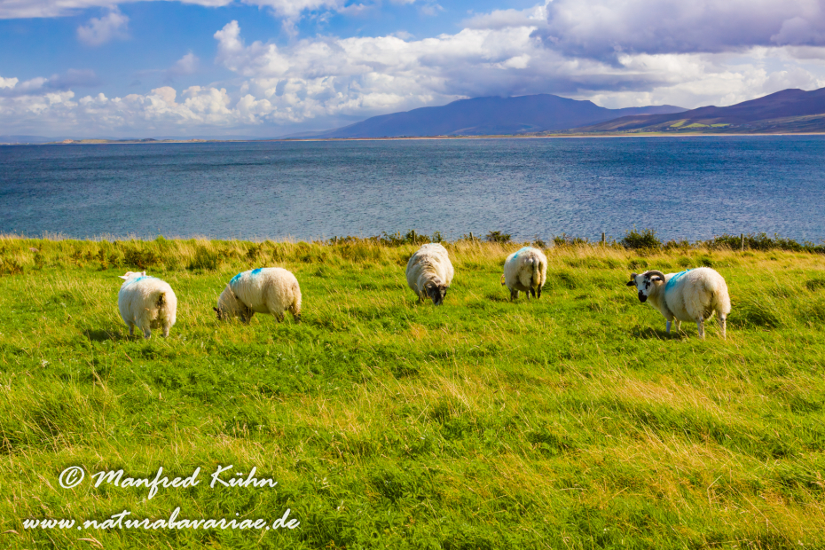 Dingle_Halbinsel (Irland)_0110