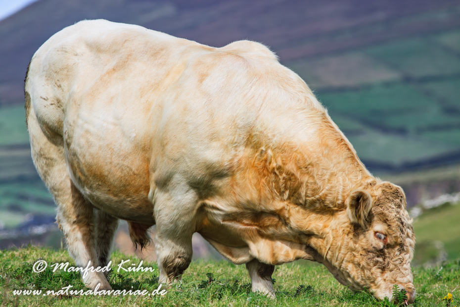 Dingle_Halbinsel (Irland)_0112