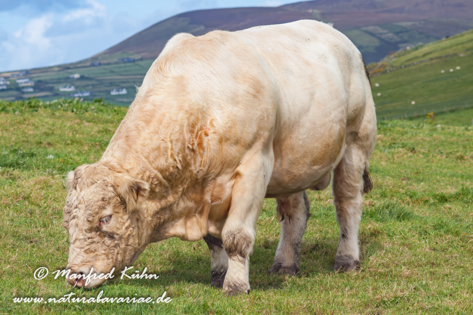 Dingle_Halbinsel (Irland)_0115