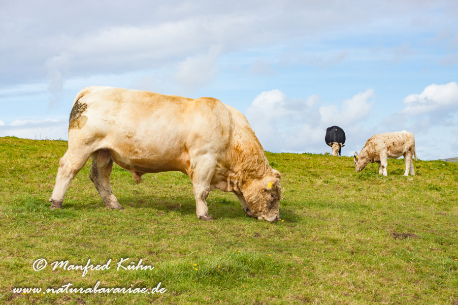 Dingle_Halbinsel (Irland)_0120
