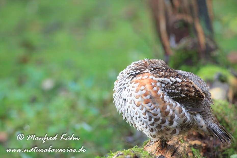 Haselhuhn ()_0002