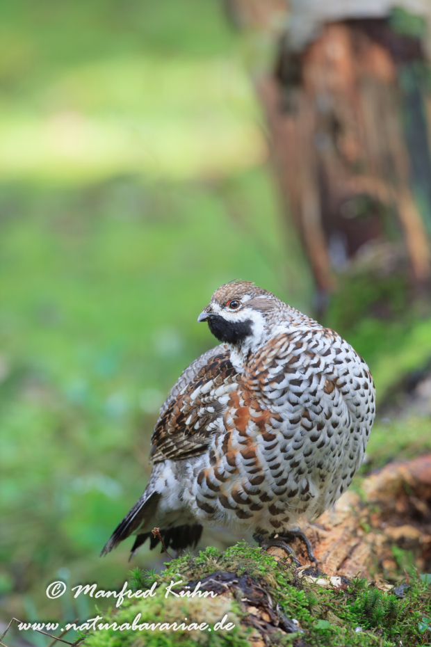 Haselhuhn ()_0029