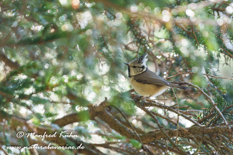 Haubenmeise ()_0026