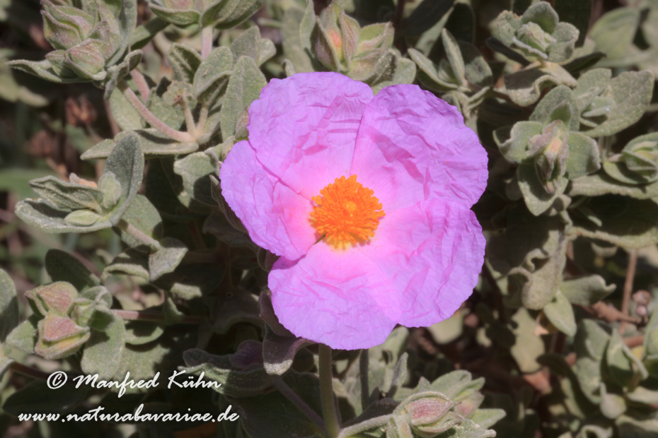 Zistrose (Silberweiße)_0001