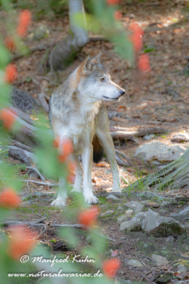Wolf (Europäischer)_0009