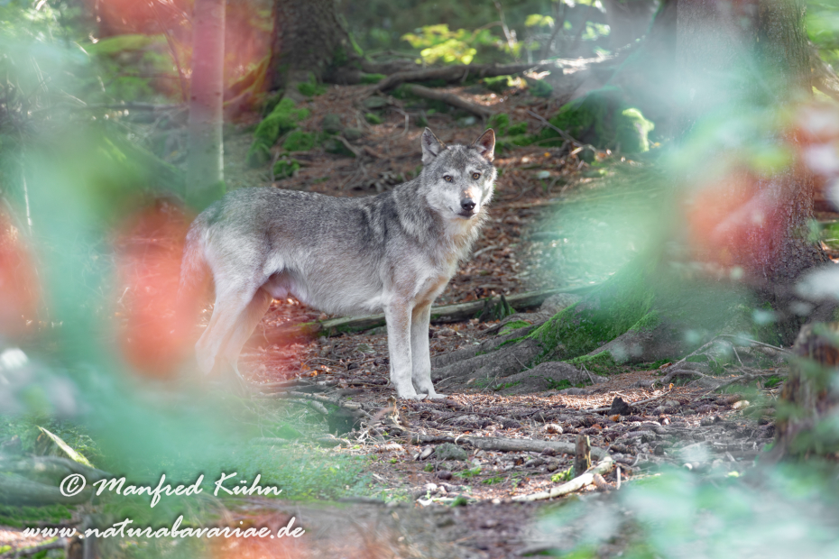 Wolf (Europäischer)_0013