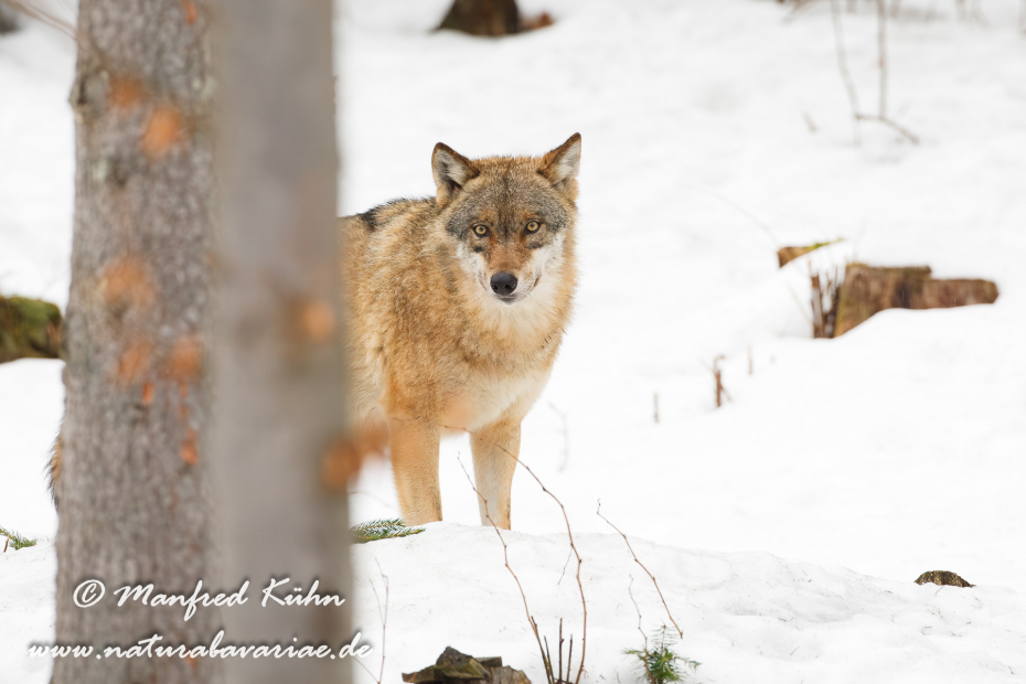 Wolf (Europäischer)_0014