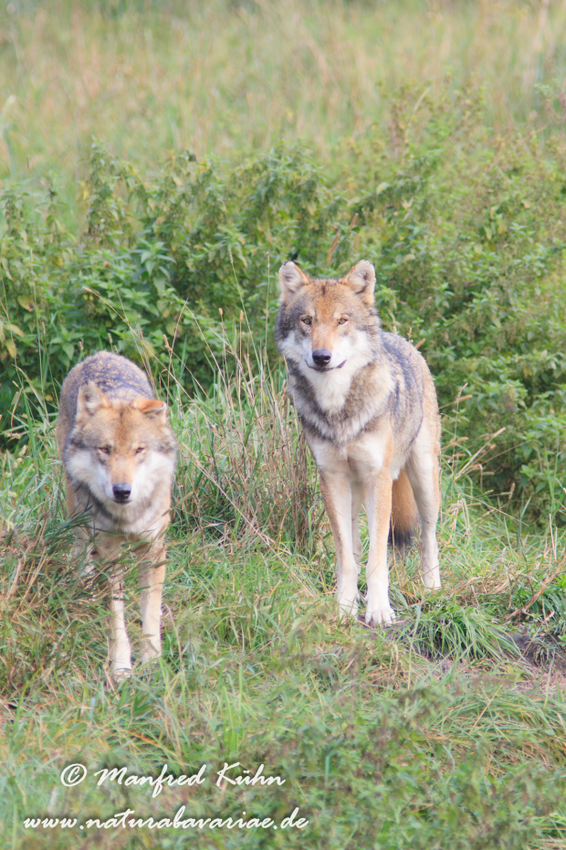 Wolf (Europäischer)_0059